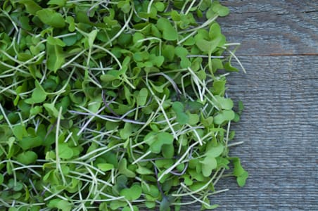 Local Organic Microgreens, Kale - Potted- Code#: PR147694LCO