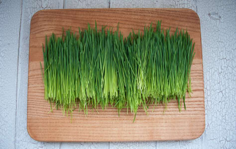 Local Wheatgrass- Code#: PR147267LCN