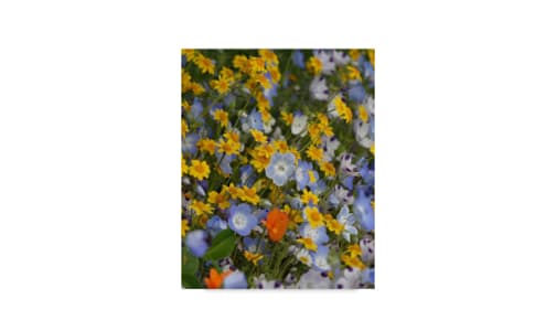 Alternative Lawn Wildflower Blend Seeds- Code#: BU1090