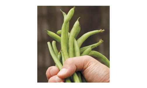  Fortex Filet  French Pole Bean Seeds- Code#: BU1766