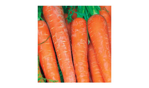  Bolero  Carrot Seeds (Pelleted)- Code#: BU1789