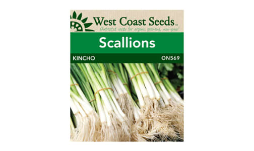  Kincho  Scallion Onion Seeds (OP)- Code#: BU1864