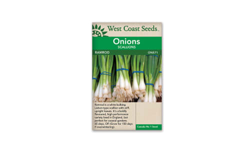  Ramrod  Scallion Onion Seeds- Code#: BU1865