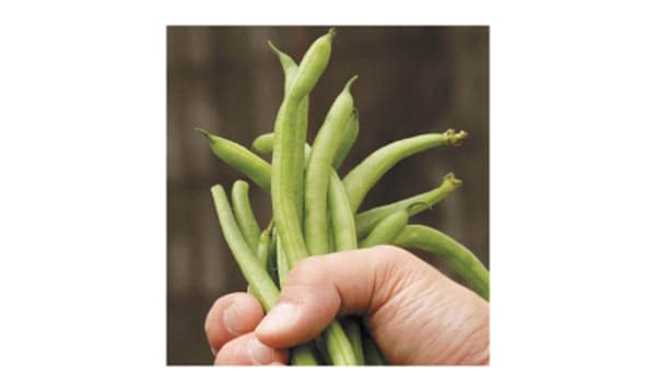  Fortex Filet  French Pole Bean Seeds