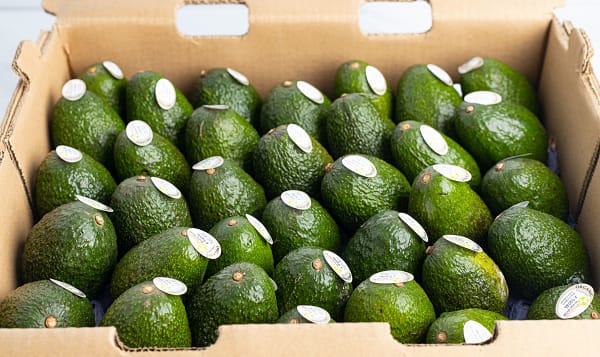 Organic Avocado, Hass - Case