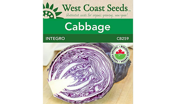 Organic Integro F1 Cabbage, Coated