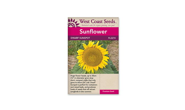 Dwarf Sunspot Flower Seeds