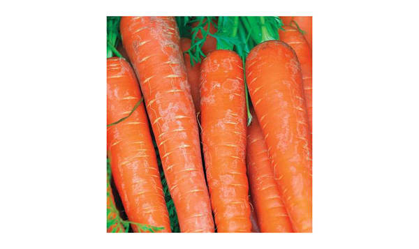  Bolero  Carrot Seeds (Pelleted)