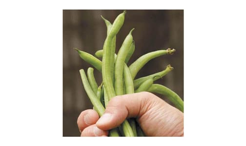  Fortex Filet  French Pole Bean Seeds- Code#: BU1766