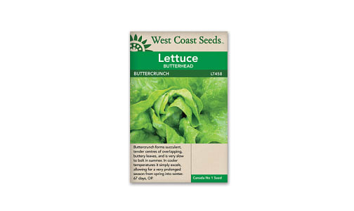 Buttercrunch Lettuce Seeds- Code#: BU1848