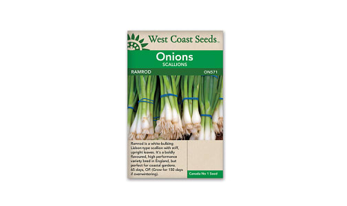  Ramrod  Scallion Onion Seeds- Code#: BU1865
