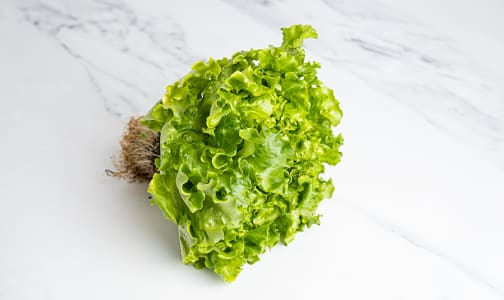 Organic Lettuce, Green Batavian - Local- Code#: PR101100LCO