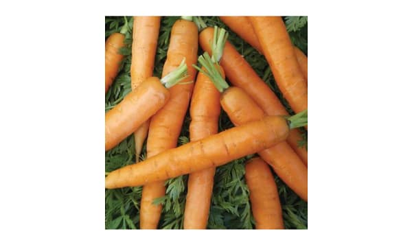  Little Fingers  Baby Carrot Seeds