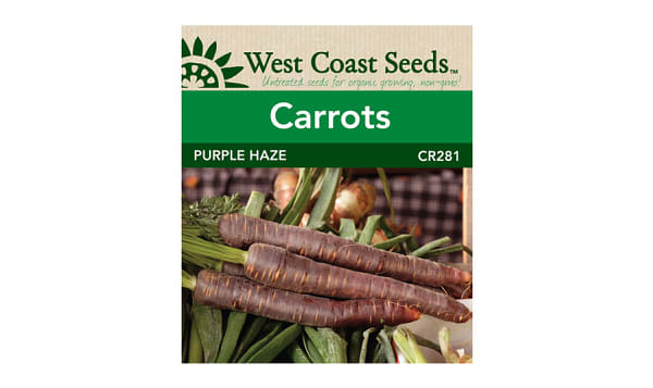 Purple Haze  Carrot Seeds