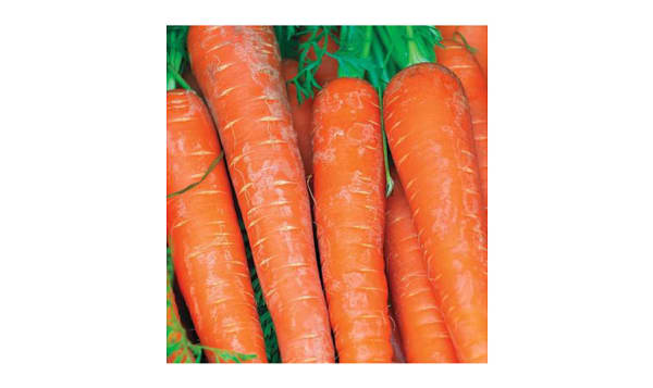  Bolero  Carrot Seeds (Pelleted)