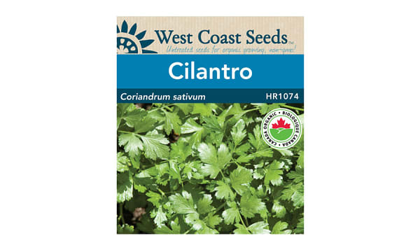 Organic  Santo  Cilantro Seeds