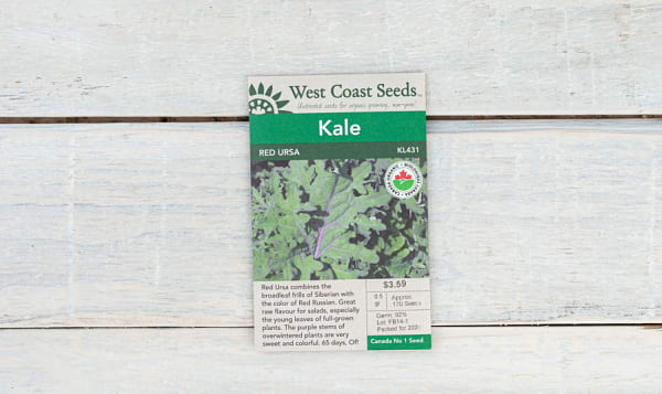 Organic  Red Ursa  Kale Seeds