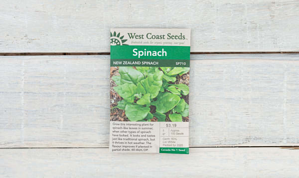 'New Zealand  Spinach Seeds