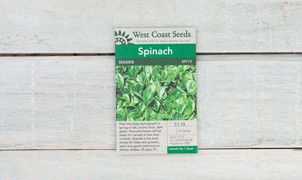  Seaside  Spinach Seeds
